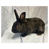 Black Female Rabbit