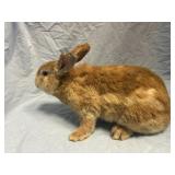 Brown Male Rabbit