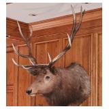 12-Point Mounted Elk Stag Trophy Head Taxidermy