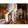Pecan Farm & Processing Equipment Complete Liquidation Auction