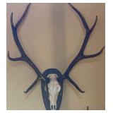 10 Pointed Elk with Skull Mount