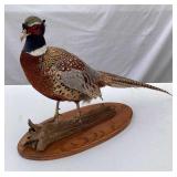 Pheasant Taxidermy on an Oak Base 28 x 8 x 17