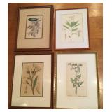 4 Framed Botanical Prints, Various Sizes