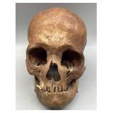 Human Skull with Detachable Mandible