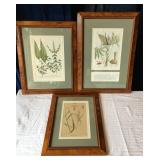 3 Framed Botanical Prints with Burlwood Frames