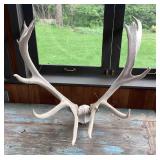 37 in. Wide Fallow Deer Antlers with Skull Plate