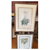 Pair of Framed 19th Century Botanical Prints