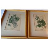 Botanical Prints by George Spratt, 11 ins. x 14 in