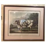 Forbes Portraits of Prize Cattle, The Everingham S