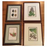 4 Framed USDA Botanical Fruit Prints