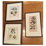3 Framed Botanical Prints with Gordonia & Fruits