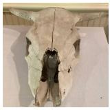 Animal Skull Likely Cow or Buffalo Approx. 16 ins.