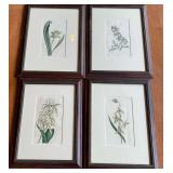 4 Framed 19th Century Botanical Prints