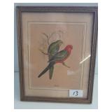 Vintage Print with 2 Parrots - J Gould