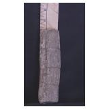 Prehistoric 7' Calamites Fossil