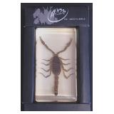 Golden Scorpion preserved in Resin Block