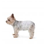 Amazon Basics Male Dog Diapers X-Small 30 Ct