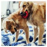 KONG Ring Dog Chew Toy Small