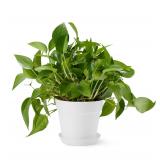 Amazon Basics 8 White Plant Pot with Saucer