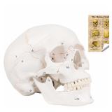 LYOU Numbered Human Skull Anatomy Model Large