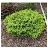 Online Orchards Little Gem Norway Spruce CFSP003