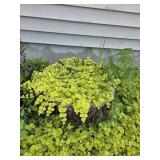Potted Plant #3