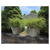 Two Potted Plants