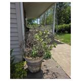 Potted Plant #1