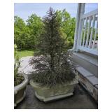 Potted Plant #4