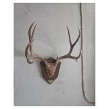 Taxidermy