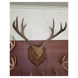 Taxidermy