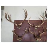 Taxidermy