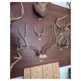 Taxidermy
