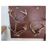 Taxidermy