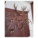 Taxidermy