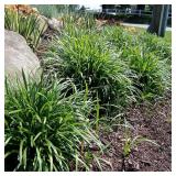 1 gal. Big Blue Lily Turf Plant