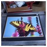 ML Grauel Signed Butterfly Photographic Art