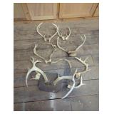 Whitetail Deer Antlers, Including Mounted Rack