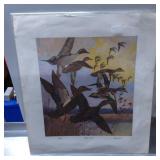 Vintage Print ï¿½Pintailï¿½ by Artist Lynn Bogue Hunt,