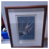 Framed Print of ï¿½Roseate Ternï¿½ by Unknown Artist