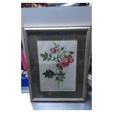 Framed Botanical Print of Rosa Rufus by Pierre Jos