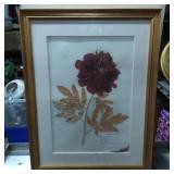 Framed Botanical Display of ï¿½Paeonia Red Charmï¿½ Pe