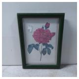 Framed Botanical Print of a Pink Rose in Green Woo