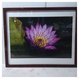 Framed Photograph of a Purple Water Lily by Mr. Ch
