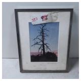 Framed Print of a Silhouetted Tree at Sunset