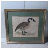 Framed Illustration of a Canada Goose with Green M