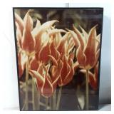 Framed Photographic Print of Tulip Blooms by Artis