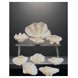 Shell Cold Salad Dish Set with Largest Shell Measu