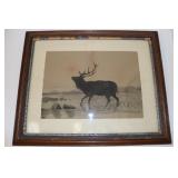 Framed Elk Print