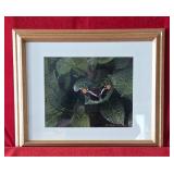 Butterfly on Hydrangea Leaf